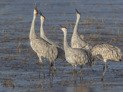 Bosque Del Apache National Wildlife Refuge