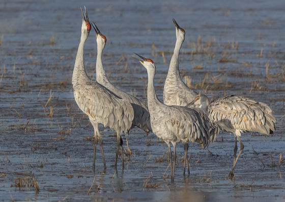 Bosque Del Apache National Wildlife Refuge