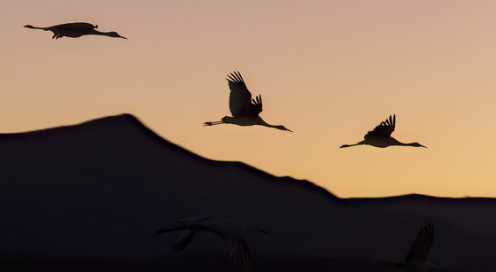 Bosque Del Apache