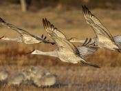 Bosque Del Apache