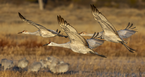 Bosque Del Apache