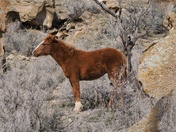 Little book cliffs wild horse range