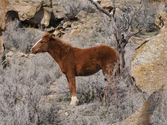 Little book cliffs wild horse range