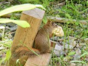 Squirrel steeling rag in mouth