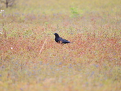 A Raven Sneaking a Few Blueberries