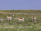 Ogalala National Grasslands 