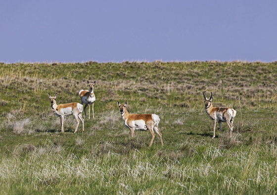Ogalala National Grasslands 