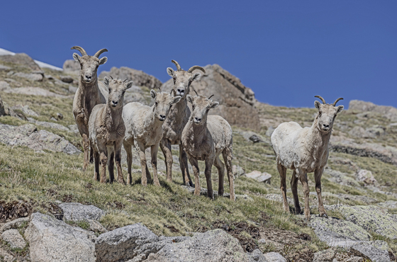 Mt. Evans (now Mt. Bluesky)