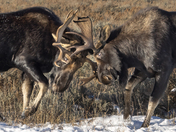 Grand Teton National Park
