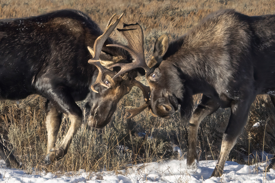 Grand Teton National Park