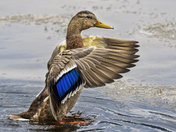 Grand Teton National Park