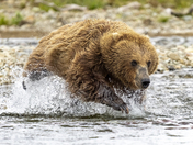 Katmai National Park