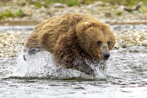 Katmai National Park