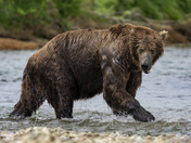 Katmai National Park