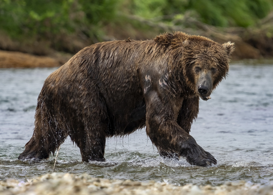 Katmai National Park