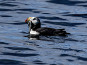 Kenai Fjords National Park