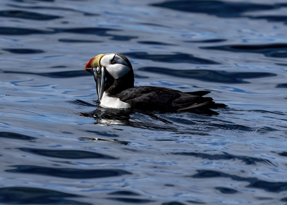 Kenai Fjords National Park
