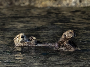 Kenai Fjords National Park