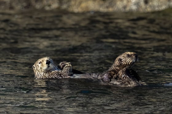 Kenai Fjords National Park