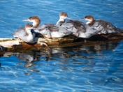 Katmai Natioinal Park and Preserve