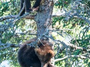 Katmai National Park and Preserve