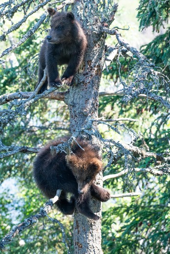 Katmai National Park and Preserve