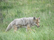 Yellowstone National Park 