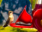 I love Hummingbirds 