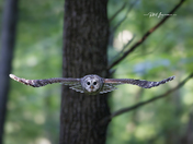 White-tailed Buck looking for Doe's