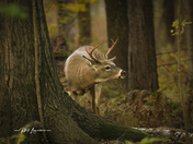 White-tailed Buck looking for Doe's