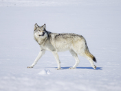 Grand Teton National Park