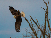 A bold movement of a Bald Eagle