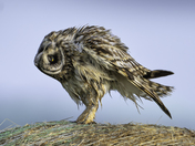 Short-eared owl at dusk 