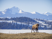 Grand Teton National Park