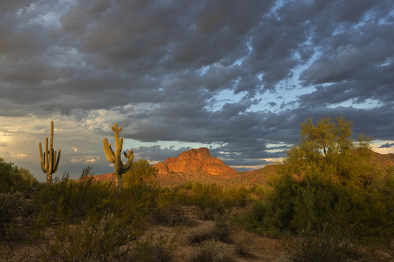 Tonto National Forest