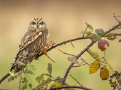 The owls are back in town