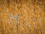 Coyote in a field of beans