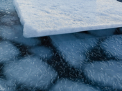 Four Manifestations of Ice