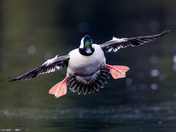 "Flaps Down, Landing Gear coming Down"  