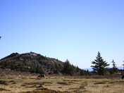 Jefferson National Forest