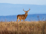 Shenandoah National Park