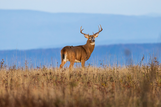 Shenandoah National Park