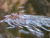 Beaver