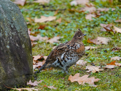 Ruffed Grouse