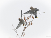 Bohemian Pas de Deaux