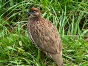 Hawai'i Volcanoes National Park