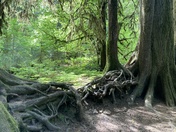 Olympic National Park