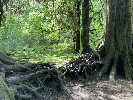 Olympic National Park