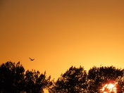 Bosque del Apache National Wildlife Refuge