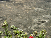 Hawai'i Volcanoes National Park